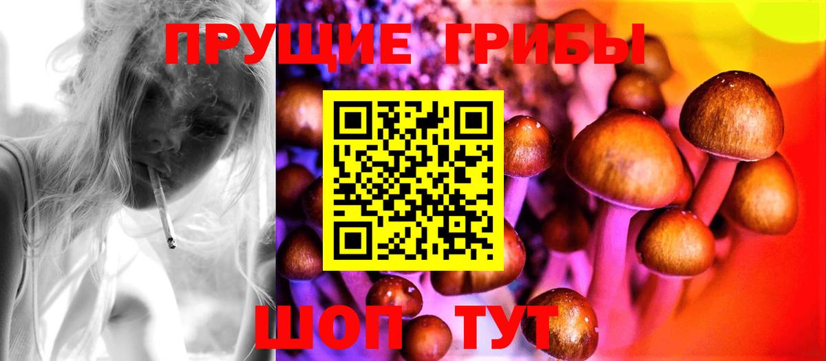 Псилоцибиновые грибы прущие грибы  Балахна  Псилоцибиновые грибы Cubensis 